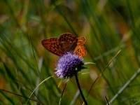 P8227462